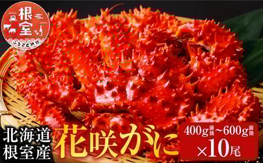 D-70007【12/21まで年内配送】 【北海道根室産】花咲かに400～600g×10尾