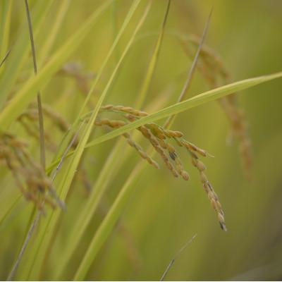 ふるさと納税 南魚沼市 南魚沼産コシヒカリ5kg　旧塩沢地区産限定 |  | 03