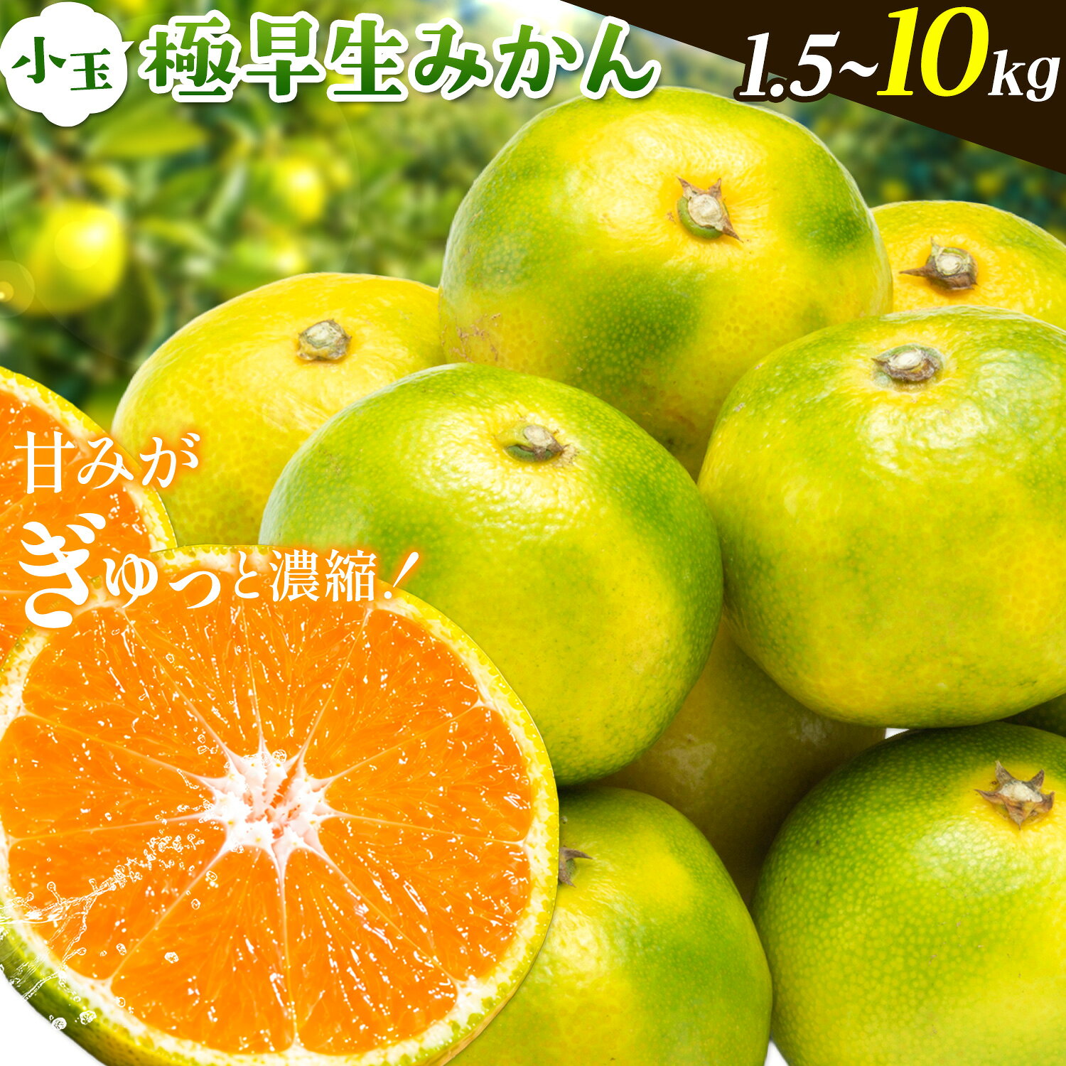 【ふるさと納税】みかん 小玉 極早生みかん 選べる内容量 1.5kg 5kg 6.5kg 10kg お試し 大容量《10月上旬‐10月末頃出荷》和歌山県 日高町 果物 フルーツ 柑橘類 みかん お取り寄せ