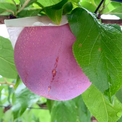 ふるさと納税 甲州市 すもも(貴陽)│7〜9玉(合計1.5kg程度) |  | 01