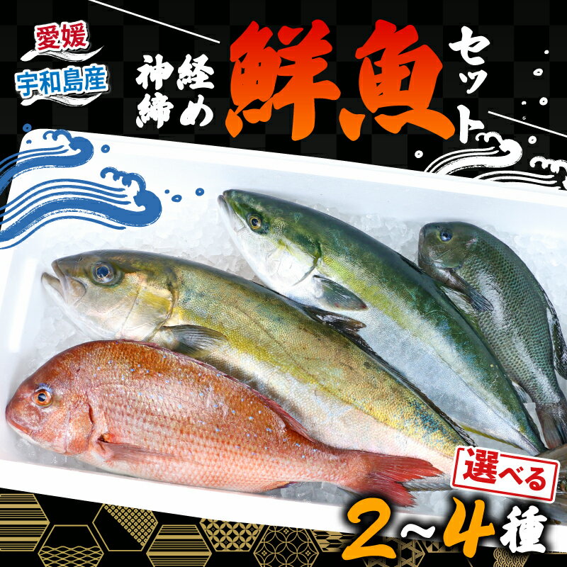 【ふるさと納税】 鮮魚 セット 神経締め 宇和海産 選べる 内容量 2種～4種 こもこもShop 鮮魚詰合せ 神経〆 まるごと タイ カンパチ ブリヒラ シマアジ 養殖 刺身 お刺身 お刺し身 刺し身 人気 鯛 鯛めし 塩焼き 煮付け 焼き魚 アレンジ 新鮮 産地直送 冷蔵 国産 愛媛 宇和島