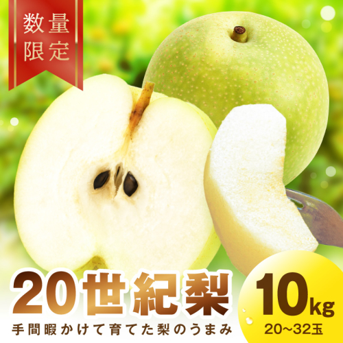 【先行予約／数量限定30】廿世紀梨 10kg（2026年9月上旬～発送）