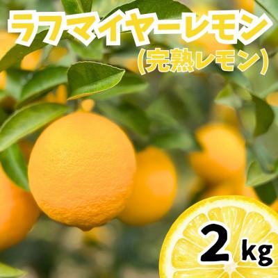 ふるさと納税 上毛町 【26年11月下旬〜27年2月上旬発送】上毛町産ラフマイヤーレモン　2kg(完熟レモン)(上毛町)
