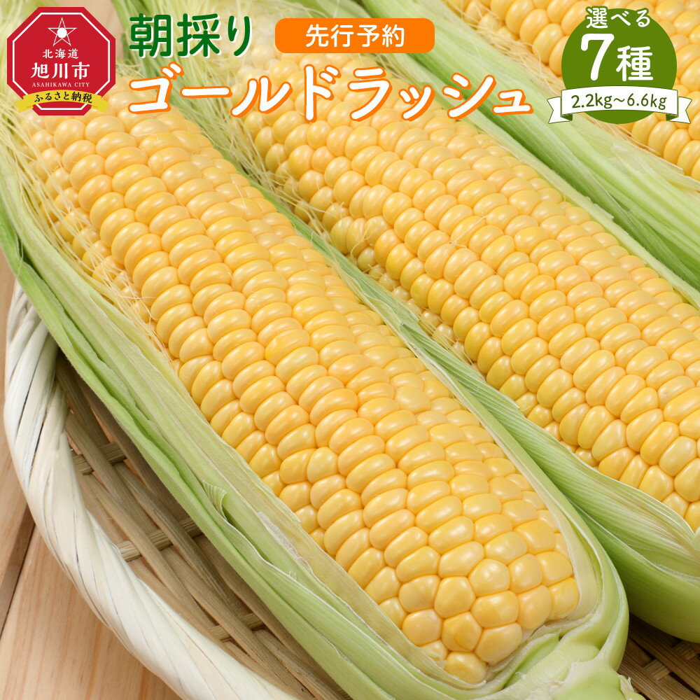 【ふるさと納税】【本数選択可】【先行予約】朝採り とうもろこし ゴールドラッシュ（2025年8月下旬発送予定） | コーン とれたて お取り寄せ 野菜 夏野菜 旬 冷蔵配送 冷蔵 旭川市 北海道 送料無料