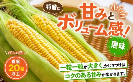 とうもろこし 恵味 10～12本 2L 朝採り とうもろこし