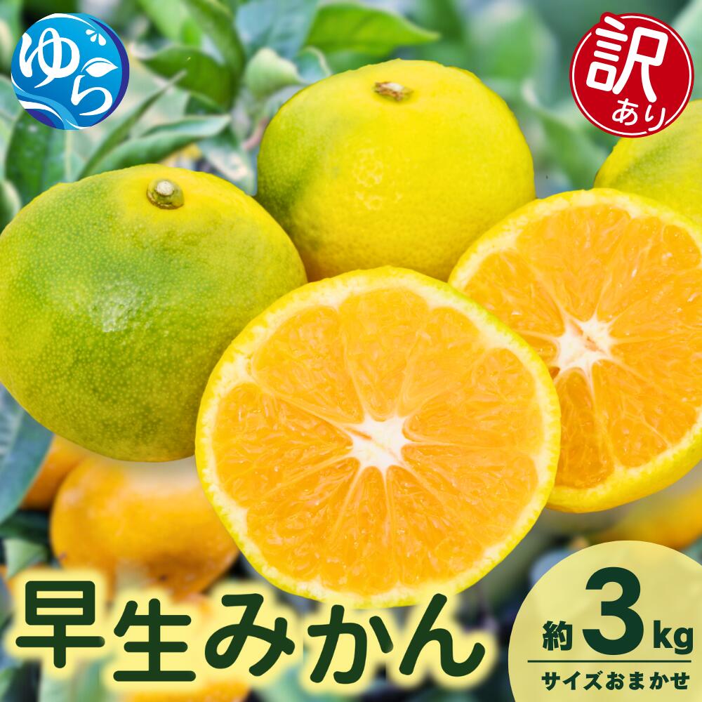 【ふるさと納税】＼レビューキャンペーン中／【先行予約】【訳あり】由良早生みかん(サイズおまかせ)約3kg【2025年11月初旬から順次発送予定】※北海道・沖縄・離島配送不可 / 温州みかん 蜜柑 ミカン 柑橘 由良町 果物 フルーツ 産地直送 和歌山県