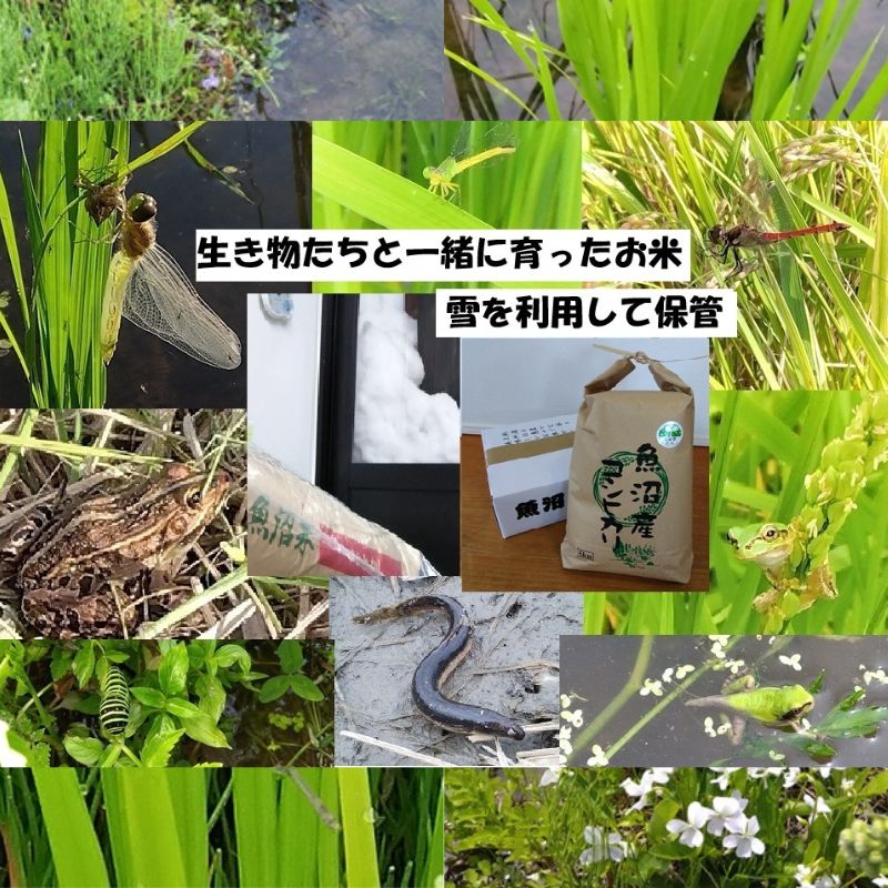 【ふるさと納税】【魚沼ブランド】精米5kg 2ヶ月毎に全6回お届け【農薬化学肥料栽培期間中不使用・生態系保全・再生可能エネルギー・エコファーマー・生産工程管理】魚沼産コシヒカリ　お届け：寄附入金確認後の翌月より発送