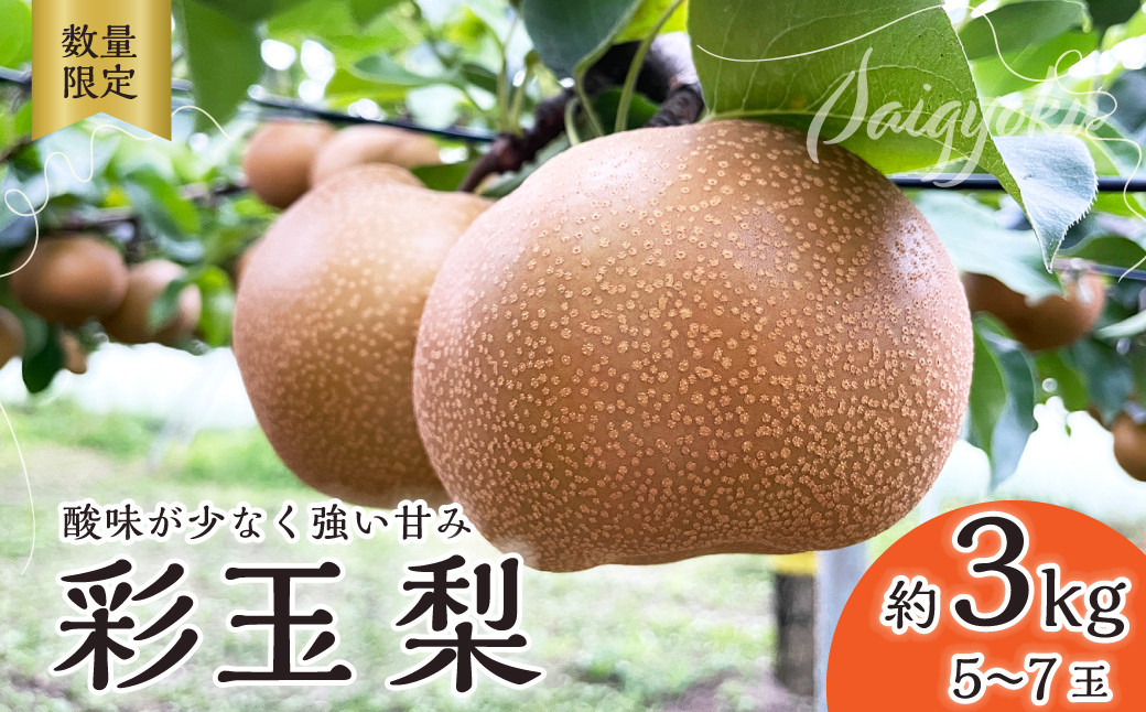 
                  梨 彩玉 3kg 5～7玉 2026年 先行予約 数量限定 | 梨 フルーツ 果物 彩玉 和梨 高級 産地直送 限定品 贈り物 新鮮 お取り寄せ デザート ギフト 風味豊か 香り 上品 希少価値 珍しい 地域 甘い 限定 果樹 旬 ジューシー みずみずしい 高糖度 季節のフルーツ 埼玉県 久喜市
                