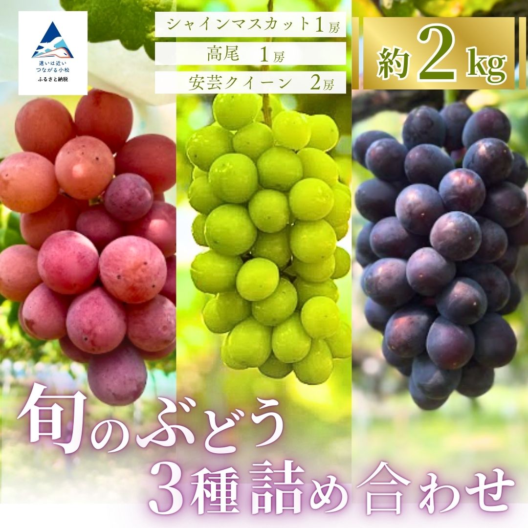 【ふるさと納税】 旬のぶどう3種詰め合わせ 2kg（シャインマスカット 1房 ／ 高尾 1房 ／ 安芸クイーン 2房） ぶどう 果物 フルーツ 【多井ぶどう園】019031