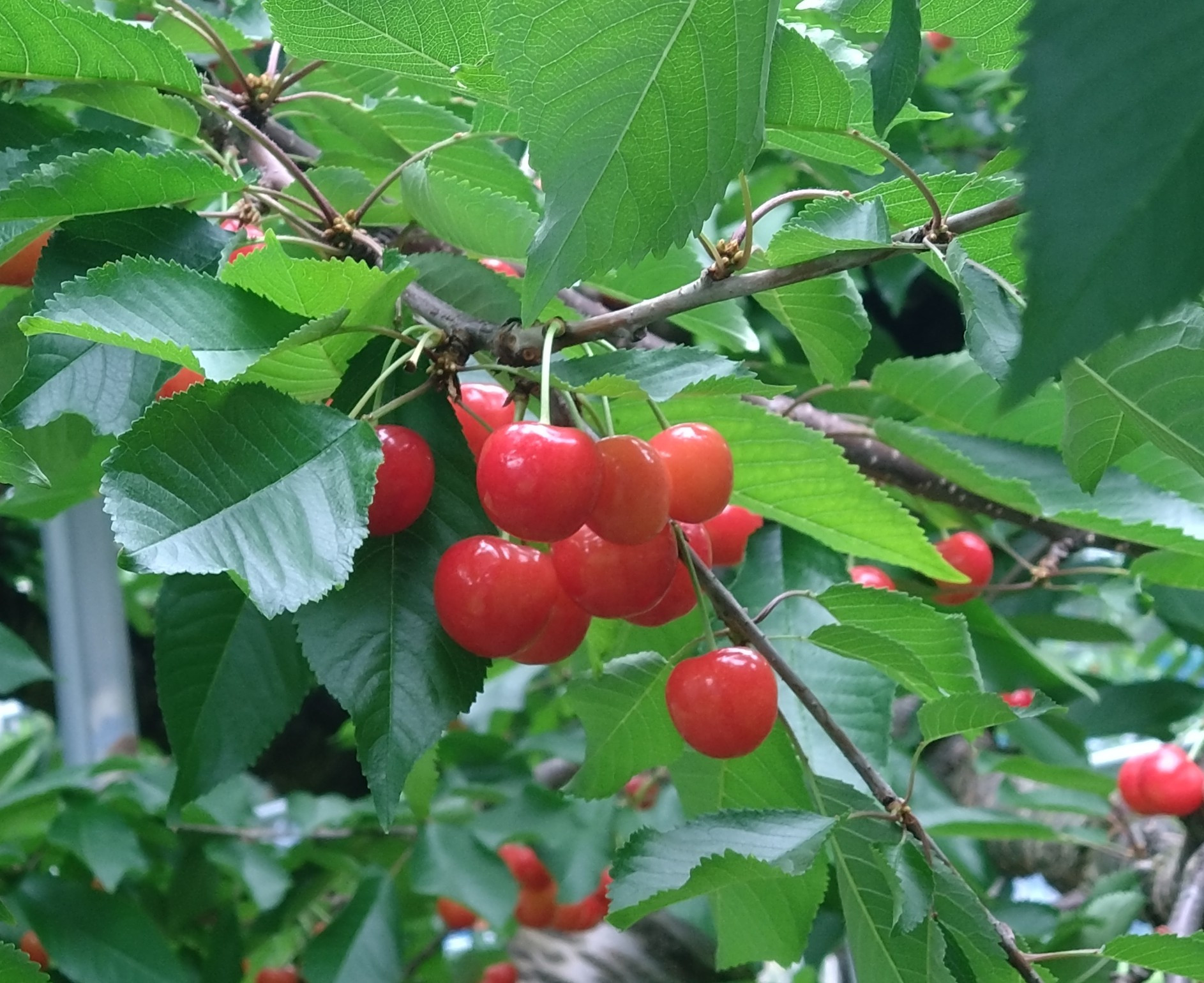 
            ＼朝採れ 産地直送／ R7年度産 紅ゆたか L 1kg 市場価値の高い 三関産 さくらんぼ こだわりの【常温】でお届け 家庭用 フルーツ 果物 お取り寄せ 秋田 湯沢市 期間限定 サクランボ[B5-15106]
          