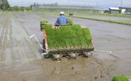 【6ヶ月定期便】令和6年産 つや姫 5kg×1袋/月 （計30kg） 米沢産 2024年産