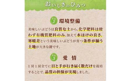 ≪先行予約≫2024年 山形県 高畠町産 ご家庭用 冬のシャインマスカット 1.2kg（2～4房） 2024年12月中旬から順次発送 クリスマス Xmas 年内届け ぶどう ブドウ 葡萄 マスカット 