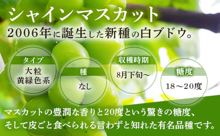 西部ぶどう園 シャインマスカット2房と旬のぶどうセット 4～6房 計約2kg 葡萄 フルーツ 果物 ※2024年9月初旬～10月初旬頃に順次発送予定　※沖縄・離島への配送不可