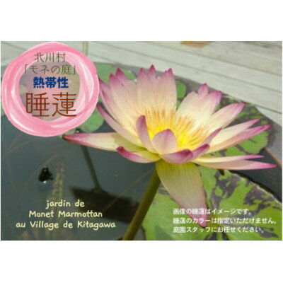 【ふるさと納税】北川村モネの庭の『睡蓮』★熱帯性★【1585734】