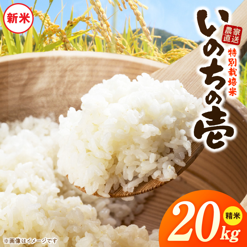 【R8年産新米 先行受付】特別栽培米「いのちの壱」（20kg）＜農家直送＞ ［208K04］ 希少米 20kg 米 新米 精米 白米 ご飯 国産 産地直送 甘い 粘り強い もちもち お取り寄せ
