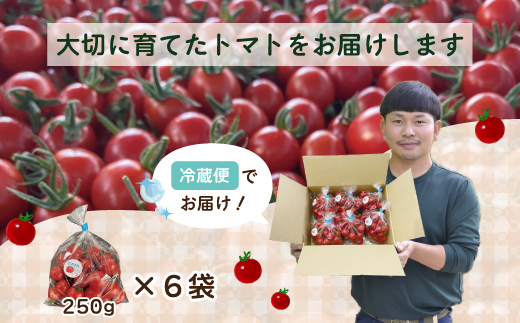 四万十市産 じっくり育った濃厚 ビリトマト 1.5kg 南国 新鮮 野菜 やさい 国産 トマト とまと ミニトマト コク うま味 甘い 冷蔵 産地直送 お取り寄せ 旬 農家直送 高知県 高知 四万十市