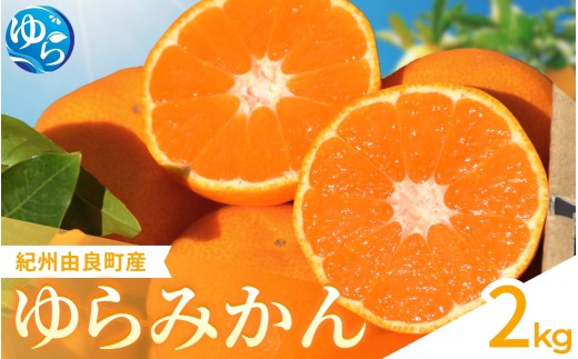  ゆらみかん 2kg / 温州みかん 和歌山県 柑橘 みかん 甘い 蜜柑 フルーツ 果物 くだもの 食品 人気   おすすめ 送料無料 産地直送 由良町 ※2026年11月下旬頃から12月上旬頃に順次