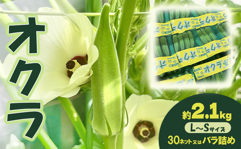 オクラ 約2.1kg 野菜