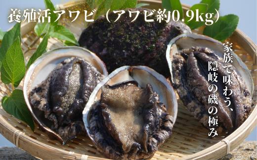 養殖活アワビ（アワビ約0.9kg）