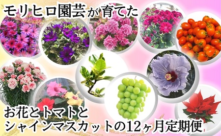 定期便セット モリヒロ園芸 お花 トマト シャインマスカット 定期便セット【12ヶ月】
