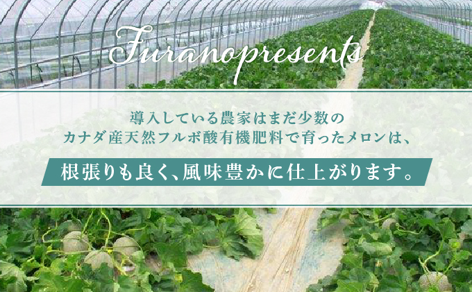 【2024年7月～発送】北海道 富良野市 青肉 メロン 1.8kg 2玉 フェリーチェ ふらの フルーツ 果物 ギフト 数量限定 (フラノプレゼンツ)