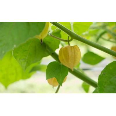 ふるさと納税 白馬村 フルーツほおずき(生食用) 100g×2パック |  | 01