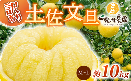 【 柑橘 】 柑橘 土佐文旦 10kg