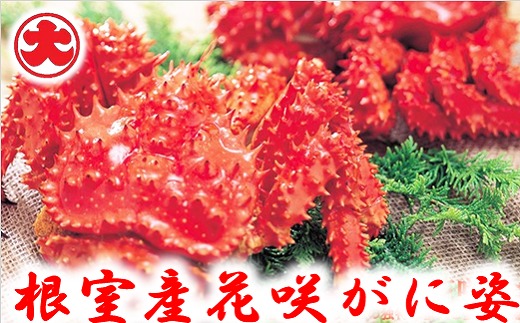 C-01023 【北海道根室産】花咲がに姿1.2kg×1尾