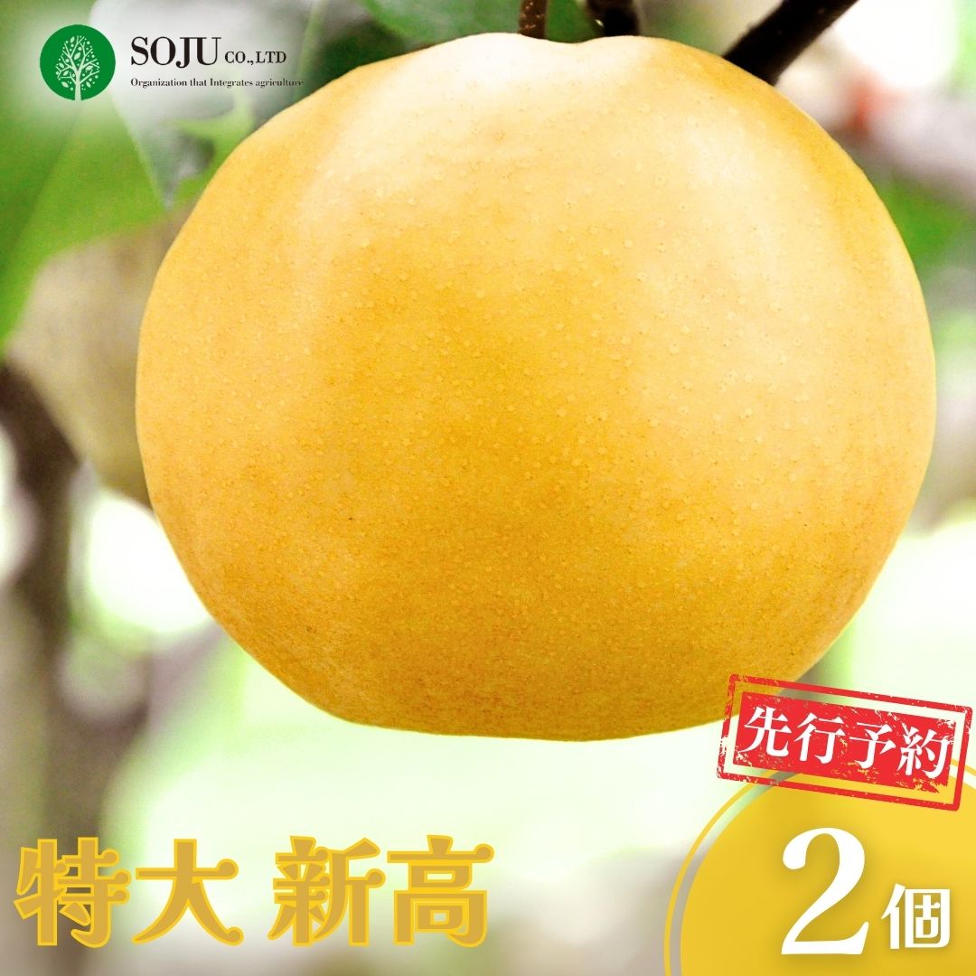 【ふるさと納税】先行予約 特大 新高梨 2個 令和8年度 和梨 贈答用 新潟県産 梨 [三条果樹専門家集団] 【016P028】