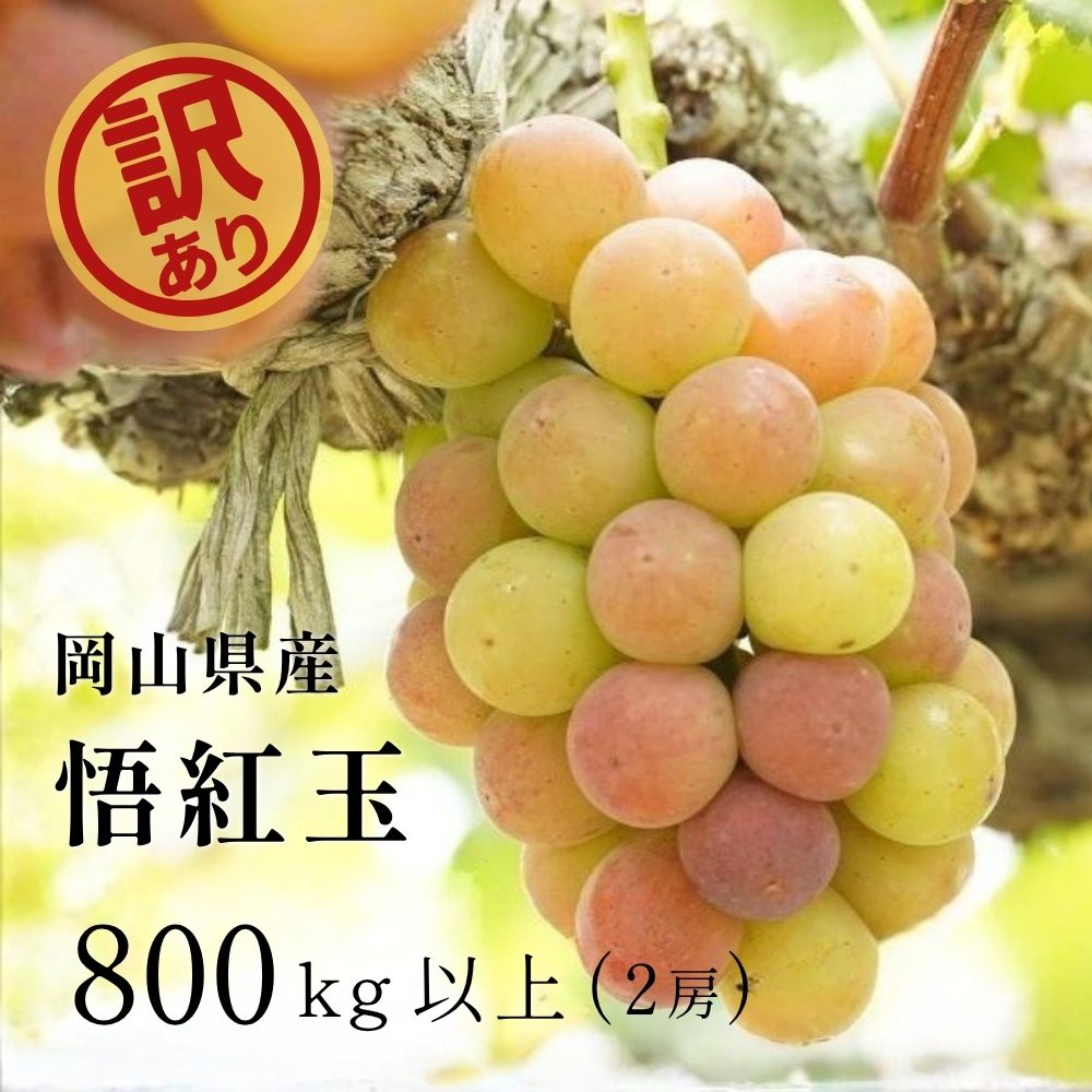 【ふるさと納税】 訳あり ぶどう 岡山 悟紅玉 800g 以上（2房） 【2026年 先行予約】 ブドウ 送料無料 くだもの 国産 2026年発送 期間限定 人気 数量限定 ギフト 産地直送 朝採れ 新鮮 ぶどう 葡萄 先行予約 フルーツ 果物 岡山 甘い 美味しい