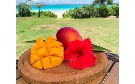《先行予約》2027年発送【ブルータートルファーム】宮古島完熟マンゴー 【贈答】 (２kg)（DC008）