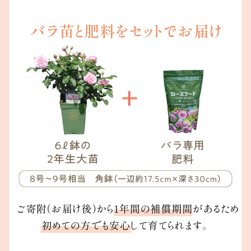 【イングリッシュローズ】デビッド・オースチン ダナヒュー6L鉢苗（バラ専用肥料付）【025D-033】