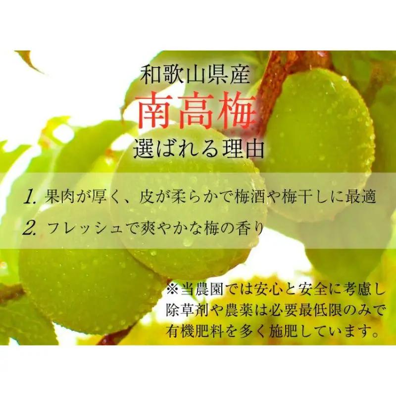 【梅干・梅酒用】（3Lまたは2L－10Kg）熟南高梅＜2026年6月上旬～7月7日発送予定＞【ART06】 梅 梅干し ウメ 青梅 生梅 梅シロップ フルーツ 果物 くだもの 食品 人気 おすすめ 送