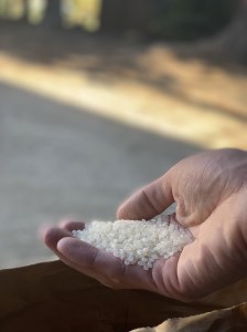 【令和6年度新米先行予約】【令和6年度米】武川米農林48号 25㎏