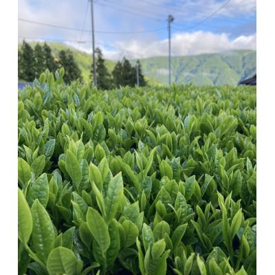 ふるさと納税 川根本町 川根本町産 上級川根銘茶13本セット　70-1 |  | 03