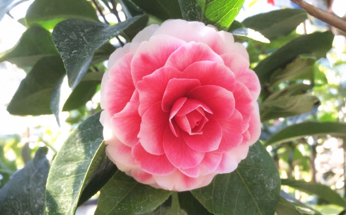 濃桃色に白覆輪！洋花のように華やかな人気椿「まほろば」