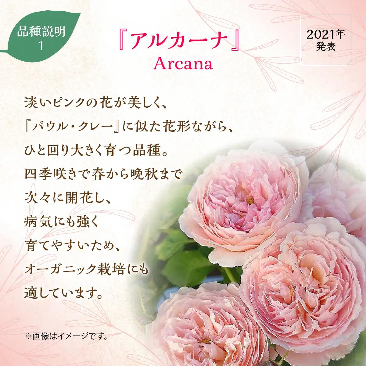 【Apple Roses】バラ苗『アルカーナ』大苗6号ポット植え 苗木 バラの苗木 オリジナル品種 HNNH002