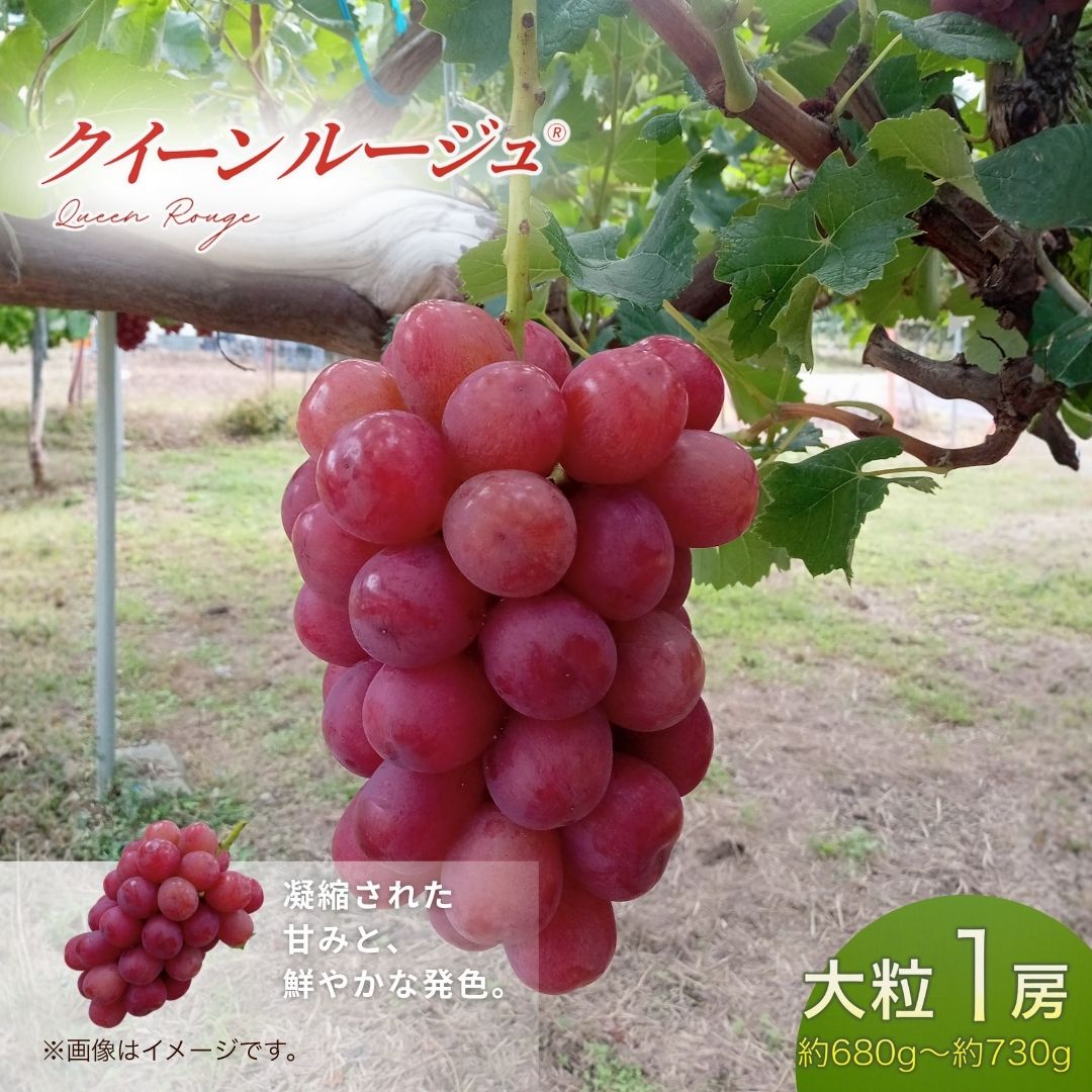 【ふるさと納税】【2026年先行予約】クイーンルージュ® 大粒(約680g~約730g×1房) | 果物 フルーツ 赤ぶどう 葡萄 ブドウ 種無し 種なし 皮ごと 千曲市 長野県 信州
