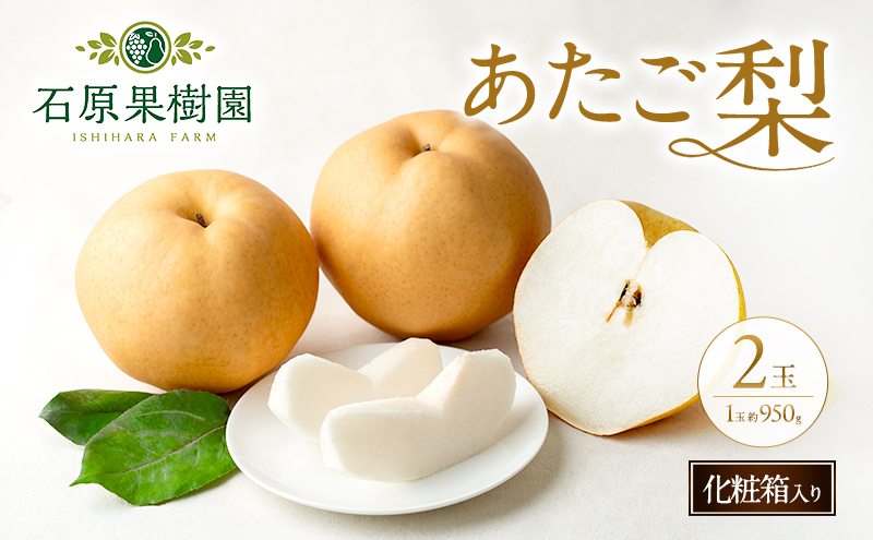 梨 2026年 先行予約 あたご梨 2玉 (1玉 約950g) 化粧箱【11月下旬～12月中旬頃発送】 ナシ なし 岡山県産 国産 フルーツ 果物 ギフト 石原果樹園 
