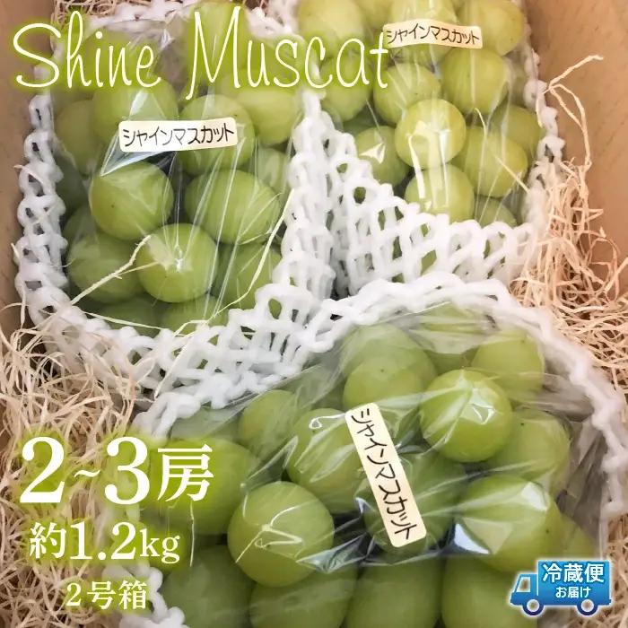 【2026年発送★先行予約】シャインマスカット2号箱　約1.2kg（2～3房入） 214-001-26y