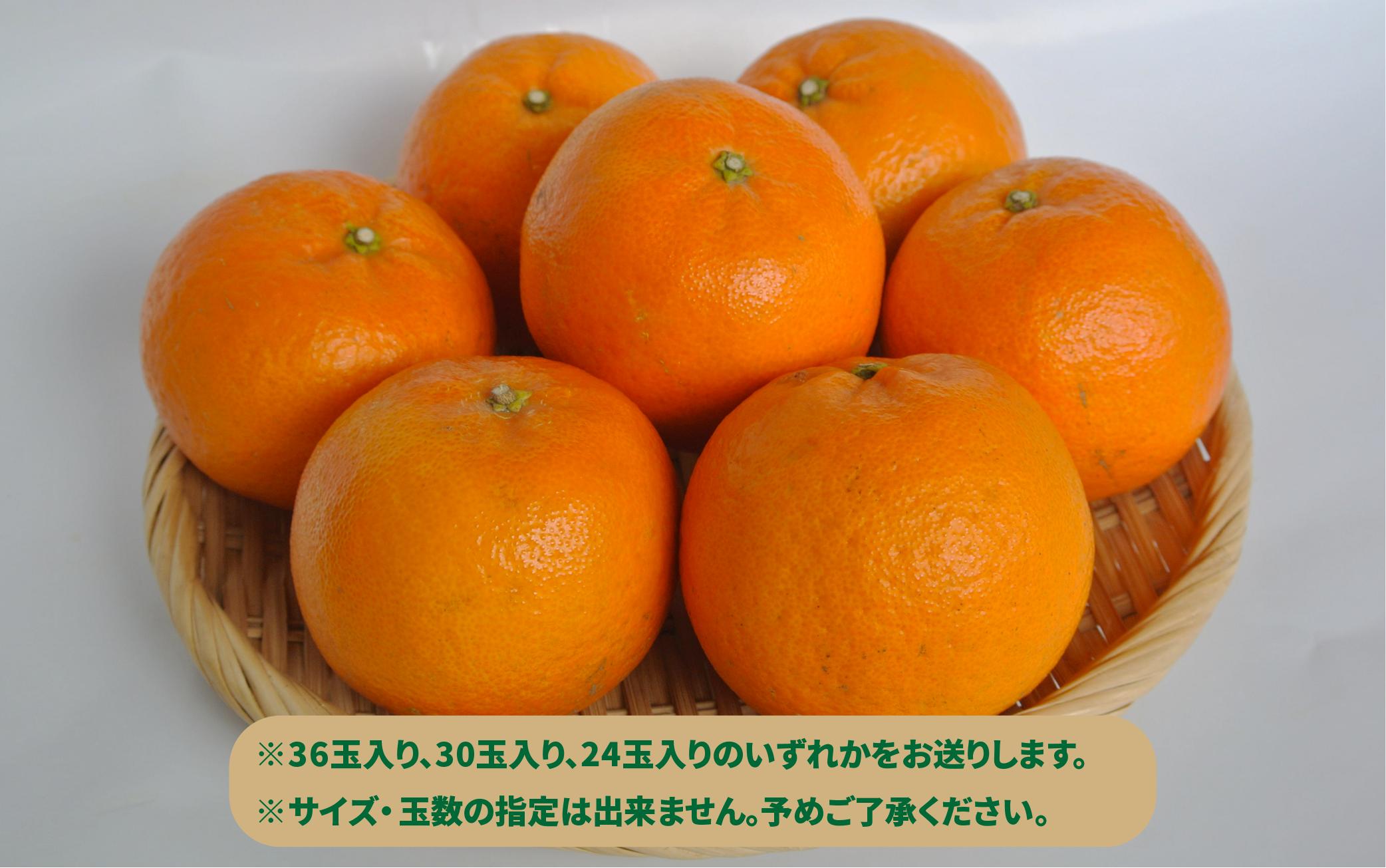 【2026年2月下中旬～発送】みかん農家坂元さんちのタンカン 贈答用 約5kg(坂元果樹園/A-055) タンカン みかん フルーツ 柑橘 柑橘類 旬 果物 いぶすき 指宿 鹿児島 開聞 完熟 果実 