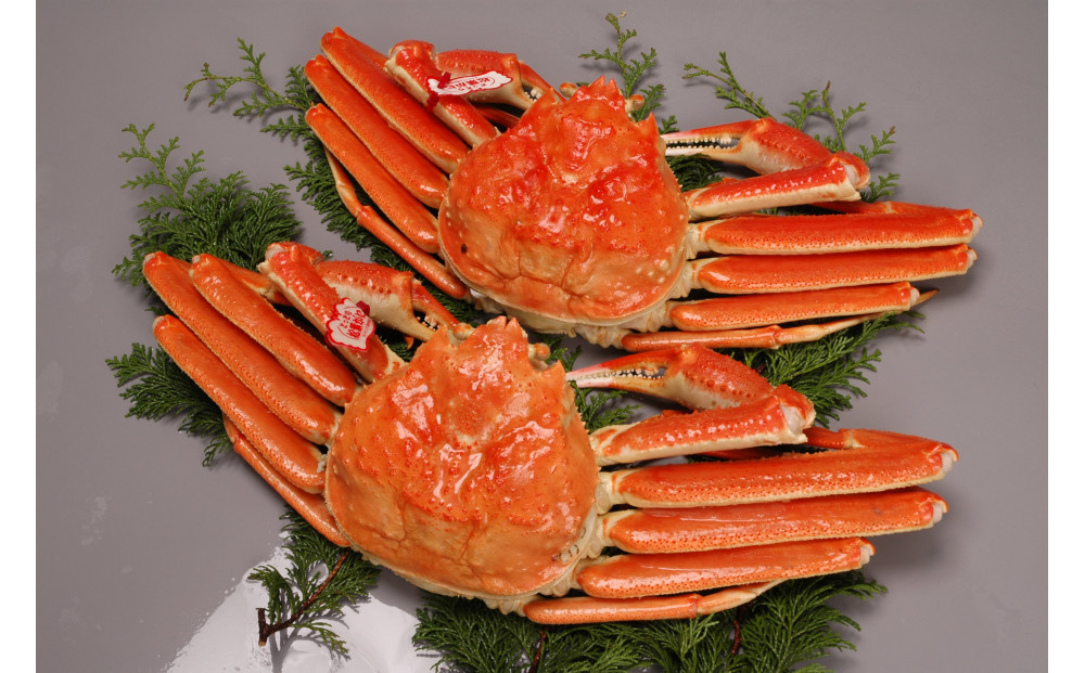 境港産松葉がにボイル姿タグ付き　計1kg（中サイズ2枚）