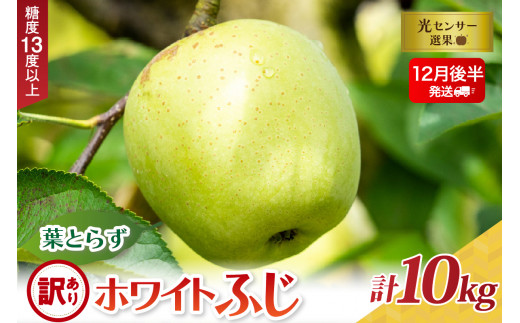 【2025年12月後半発送】【訳あり】葉とらずホワイトふじ10kg