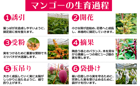 【2024年発送】サンライズファームのアップルマンゴー約１kg　自宅用