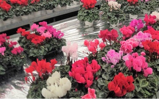 松尾園芸 シクラメン （普通鉢5号サイズ）【なくなり次第終了】【2025年12月発送予定】