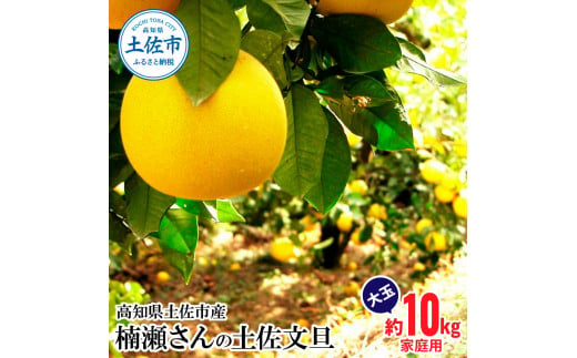 【先行予約】楠瀬さんの土佐文旦 家庭用大玉 約10kg  4L～2L