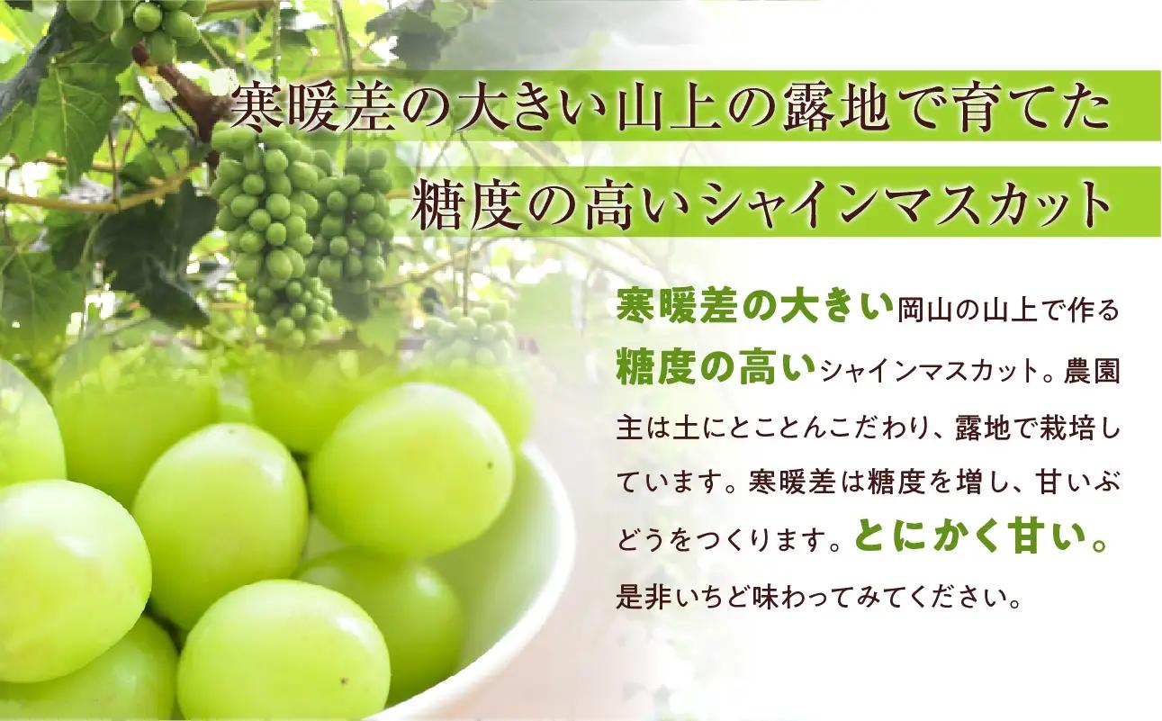 【2026年発送】シャイン マスカット 約2kg（9月下旬～10月下旬頃発送）【シャインマスカット】
