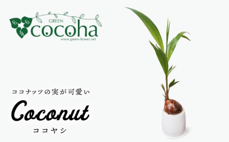 ココヤシ 糸島市 / cocoha [AWB012] 観葉植物 グリーン インテリア 観葉植物母の日 観葉植物緑 観葉植物グリーン 観葉植物暮らし 観葉植物インテリア 観葉植物植物 観葉植物鉢 観葉植物おしゃれ 観葉植物室内 観葉植物ココナッツ