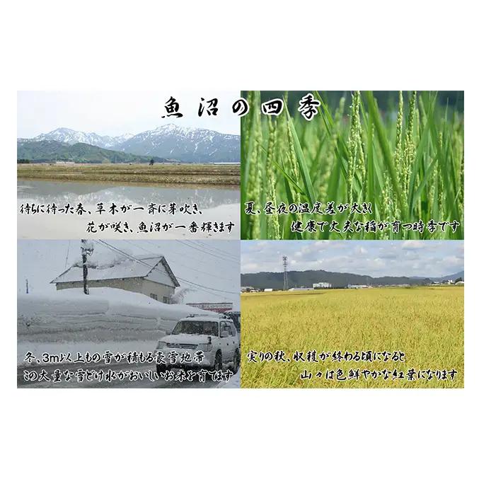 【令和8年産 先行予約】 農産物検査員お奨め 魚沼産こしひかり（精米）3kg お米 コシヒカリ 