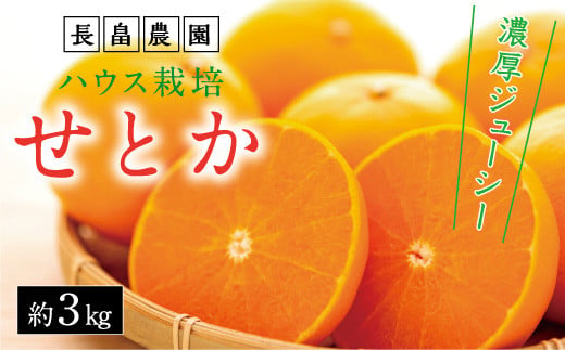 濃厚・ジューシー！ハウス栽培せとか　約3ｋｇ　化粧箱入り　＜2025年2月下旬より発送開始＞